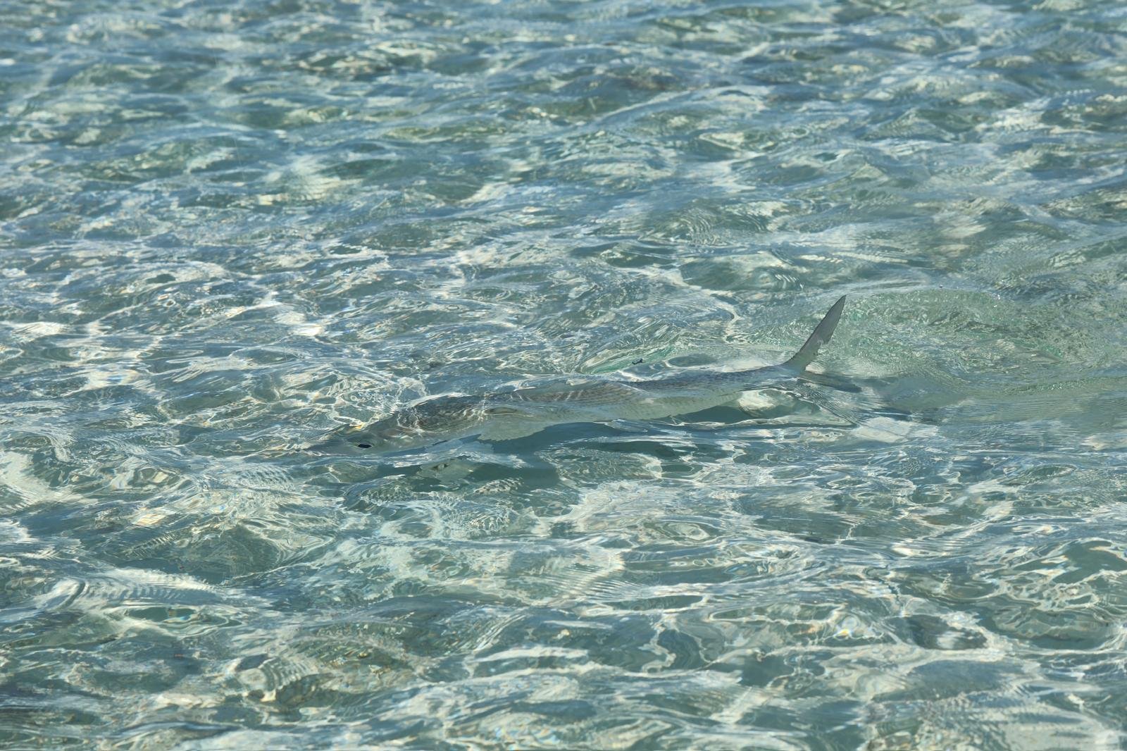 exumaflyfishing 34
